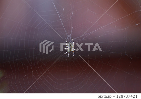 Large spider in the middle of its web. Macro. Selective focus 128737421