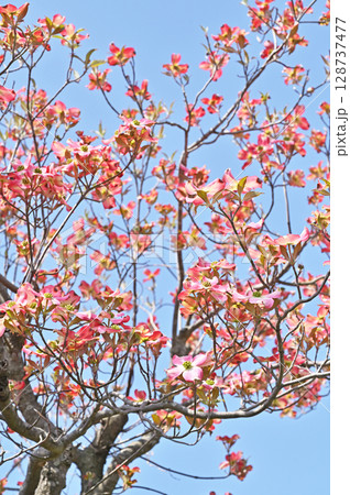 樹木・ハナミズキ　ミズキ科 128737477