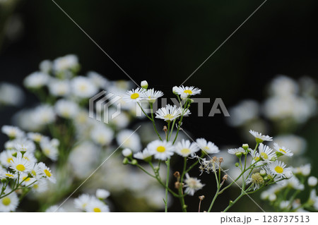 日を浴びるヒメジョオン 128737513