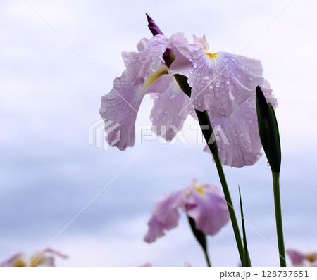雨上がりの青空に美しい花菖蒲 雨上がりの青空に美しい花菖蒲 128737651