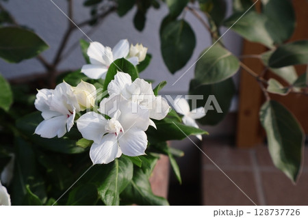 朝陽を浴びる白い花ビンカ 128737726