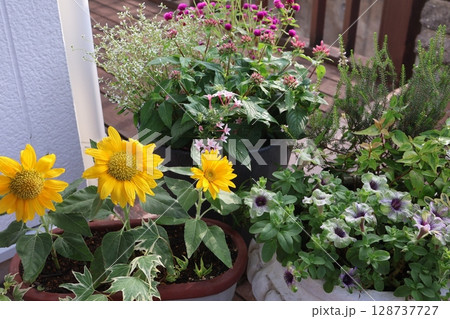 夏の玄関前、花の寄せ鉢 128737727