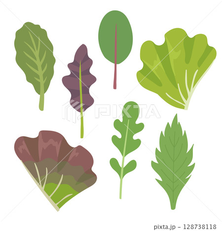 サニーレタス・グリーンリーフ・ベビーリーフの葉物野菜素材 128738118