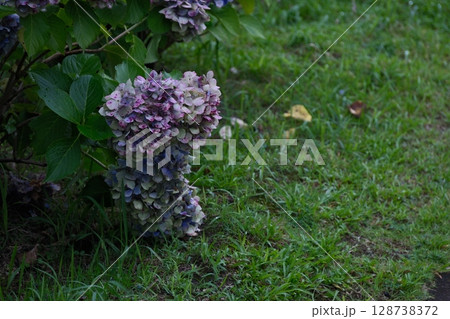 酸化する紫陽花 酸化する紫陽花 128738372