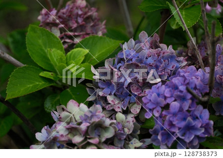 酸化を始める紫陽花の花 128738373