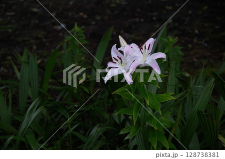 美しいユリの花 128738381
