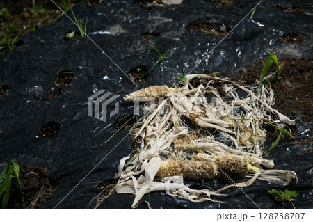 害獣の被害に遭うトウモロコシ 128738707