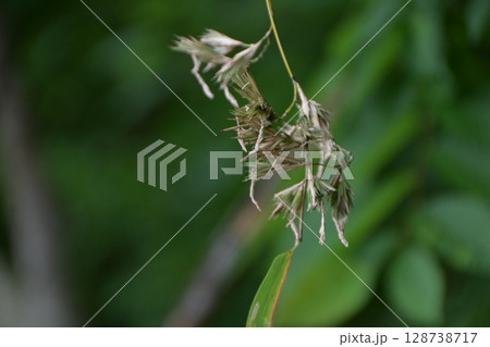 120年に一度咲く「竹の花」 120年に一度咲く「竹の花」 128738717