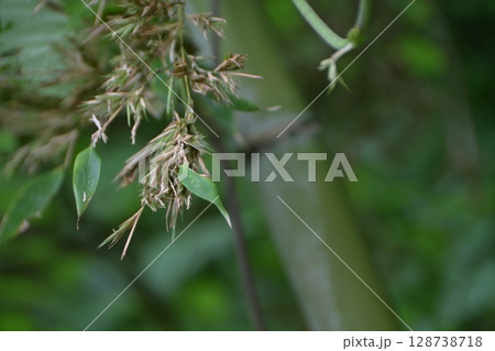 120年に一度咲く「竹の花」 120年に一度咲く「竹の花」 128738718