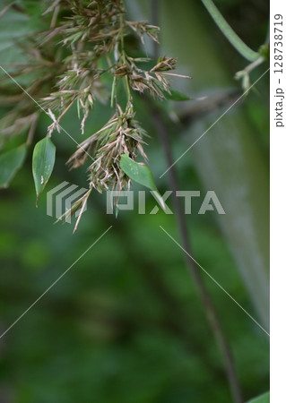 120年に一度咲く「竹の花」 128738719