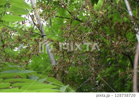 120年に一度咲く「竹の花」 128738720