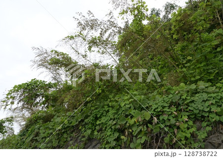 120年に一度咲く「竹の花」 120年に一度咲く「竹の花」 128738722