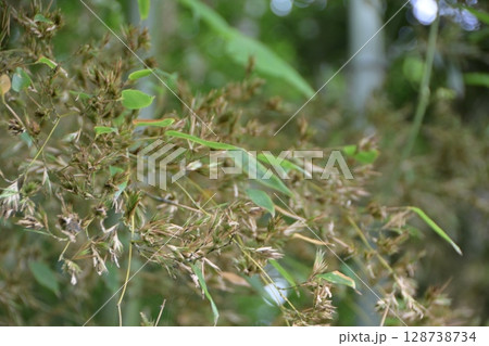 120年に一度咲く「竹の花」 120年に一度咲く「竹の花」 128738734
