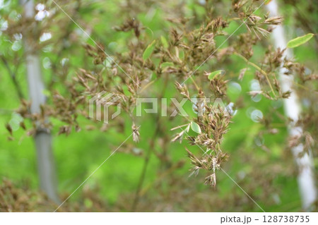120年に一度咲く「竹の花」 120年に一度咲く「竹の花」 128738735