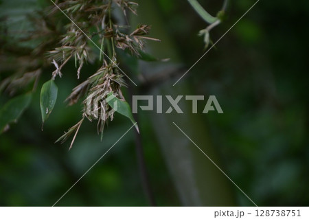 120年に一度咲く「竹の花」 128738751