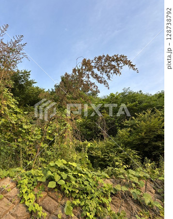 120年に一度咲く「竹の花」 120年に一度咲く「竹の花」 128738792