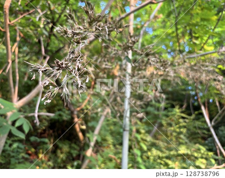 120年に一度咲く「竹の花」 120年に一度咲く「竹の花」 128738796