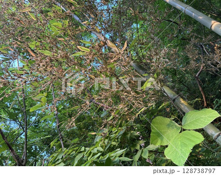 120年に一度咲く「竹の花」 120年に一度咲く「竹の花」 128738797