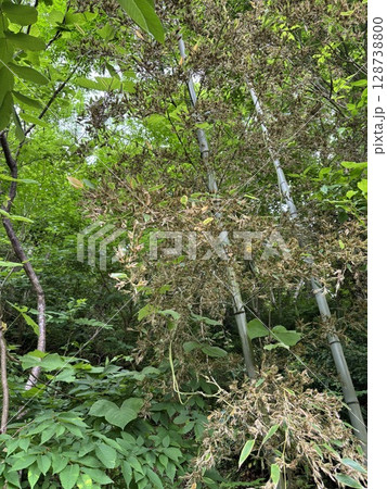 120年に一度咲く「竹の花」 120年に一度咲く「竹の花」 128738800