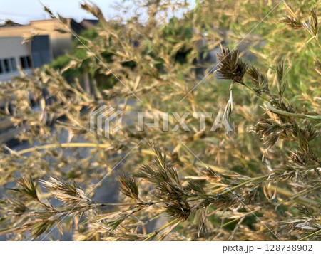 120年に一度咲く「竹の花」 128738902