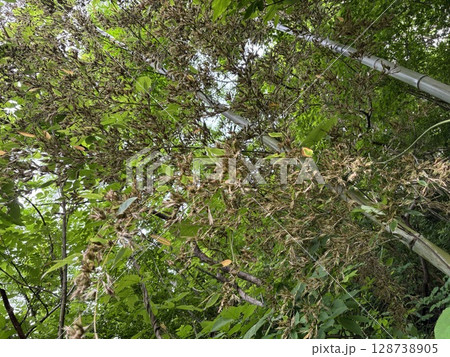 120年に一度咲く「竹の花」 120年に一度咲く「竹の花」 128738905