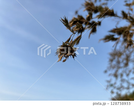 120年に一度咲く「竹の花」 120年に一度咲く「竹の花」 128738933