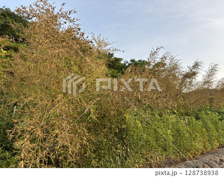 120年に一度咲く「竹の花」 120年に一度咲く「竹の花」 128738938