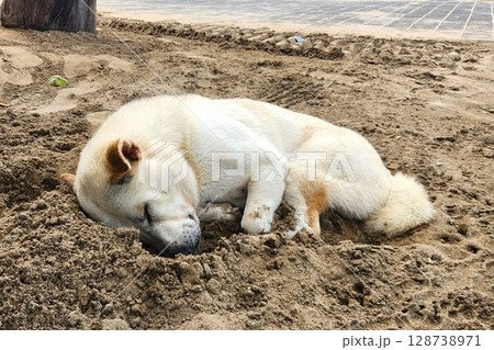 インドネシア・バリ島の砂浜で眠る白い犬 128738971