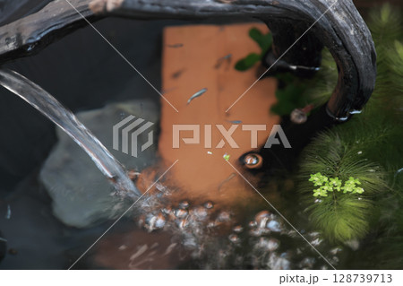 涼しいメダカの飼育 涼しいメダカの飼育 128739713