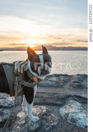 ボストン・テリア 128739722