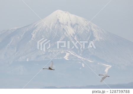 雪山を背景に飛ぶ白鳥 128739788