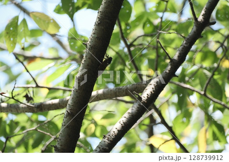 夏を過ごすアブラゼミ 128739912