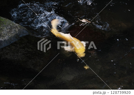 涼しい川と黄色の鯉 涼しい川と黄色の鯉 128739920
