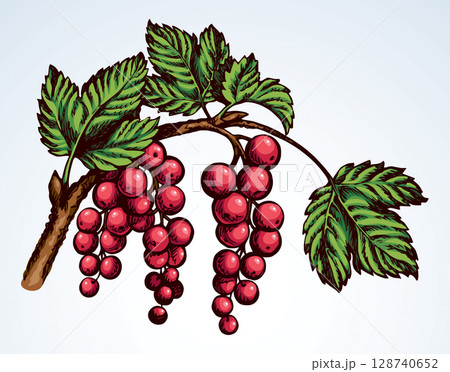Currants on branch. Vector drawing 128740652