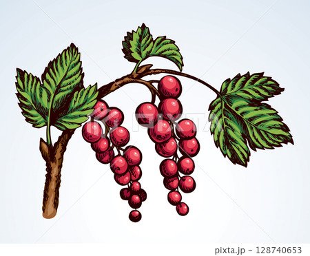 Currants on branch. Vector drawing 128740653