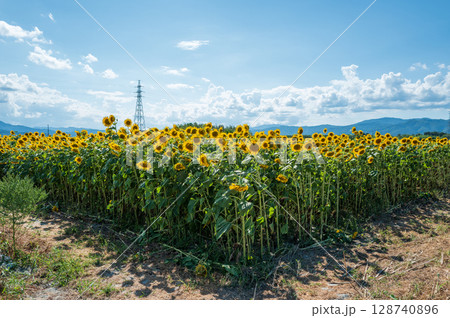 【徳島県】善入寺島のひまわり 【徳島県】善入寺島のひまわり 128740896