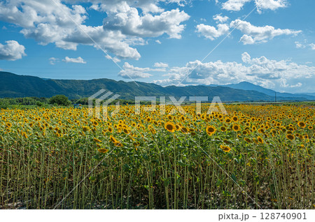 【徳島県】善入寺島のひまわり 128740901
