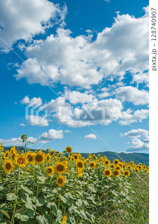 【徳島県】善入寺島のひまわり 128740907
