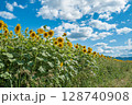 【徳島県】善入寺島のひまわり 128740908