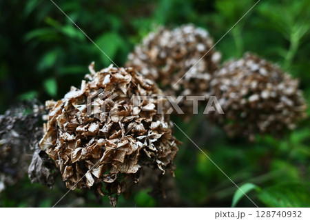 紫陽花のドライフラワー 128740932