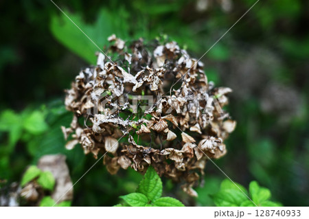 綺麗な枯れた紫陽花 128740933