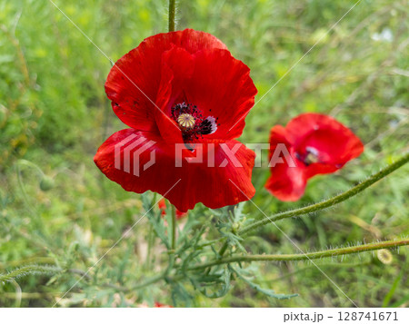 Close-up of vibrant red poppy flowers blooming in a natural meadow. One flower in sharp focus, others softly blurred in the background. Ideal for illustrating spring, summer, nature, botany 128741671
