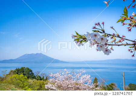 中茶屋公園の桜と桜島の風景(霧島市) 中茶屋公園の桜と桜島の風景(霧島市) 128741707