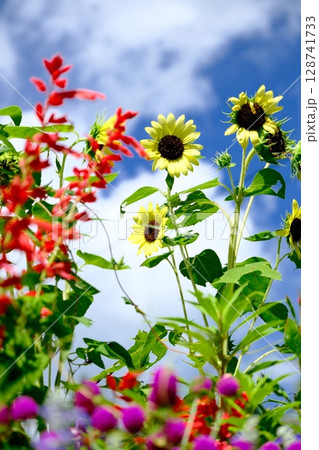晴れの日に花に囲まれるひまわり 晴れの日に花に囲まれるひまわり 128741733