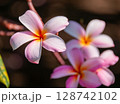 ピンクのプルメリア 128742102