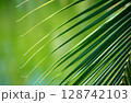 ヤシの葉 128742103