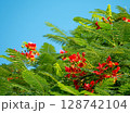 ホウオウボク 128742104