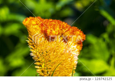 Yellow and orange summer garden plants and flowers Belarus. 128742125