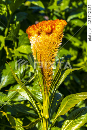 Yellow and orange summer garden plants and flowers Belarus. 128742126