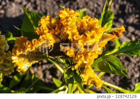 Yellow and orange summer garden plants and flowers Belarus. Yellow and orange summer garden plants and flowers Belarus. 128742129